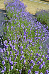 Hidcote Blue Lavender (Lavandula angustifolia 'Hidcote Blue') at Glasshouse Nursery