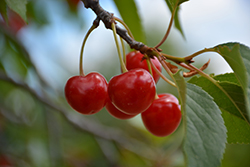 Montmorency Cherry (Prunus 'Montmorency') at Glasshouse Nursery