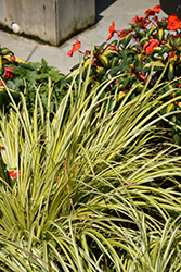 Grassy-Leaved Sweet Flag (Acorus gramineus 'Ogon') at Glasshouse Nursery