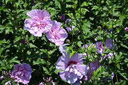 Lavender Chiffon Rose Of Sharon (Hibiscus syriacus 'Notwoodone') at Glasshouse Nursery