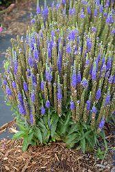 Royal Candles Speedwell (Veronica spicata 'Royal Candles') at Glasshouse Nursery