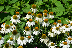 PowWow White Coneflower (Echinacea purpurea 'PowWow White') at Glasshouse Nursery