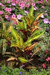 Variegated Croton (Codiaeum variegatum) at Glasshouse Nursery