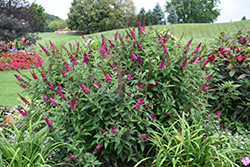 Miss Molly Butterfly Bush (Buddleia 'Miss Molly') at Glasshouse Nursery