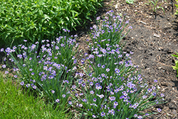 Lucerne Blue-Eyed Grass (Sisyrinchium angustifolium 'Lucerne') at Glasshouse Nursery