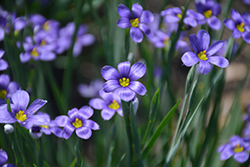 Lucerne Blue-Eyed Grass (Sisyrinchium angustifolium 'Lucerne') at Glasshouse Nursery