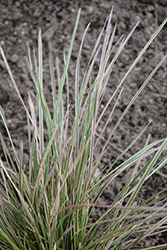 Northern Lights Tufted Hair Grass (Deschampsia cespitosa 'Northern Lights') at Glasshouse Nursery
