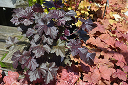 Obsidian Coral Bells (Heuchera 'Obsidian') at Glasshouse Nursery
