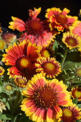 Arizona Sun Blanket Flower (Gaillardia x grandiflora 'Arizona Sun') at Glasshouse Nursery