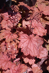 Georgia Peach Coral Bells (Heuchera 'Georgia Peach') at Glasshouse Nursery