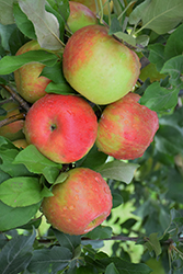 Honeycrisp Apple (Malus 'Honeycrisp') at Glasshouse Nursery