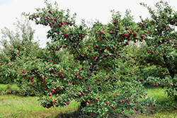 Red Delicious Apple (Malus 'Red Delicious') at Glasshouse Nursery