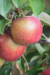 Red Delicious Apple (Malus 'Red Delicious') at Glasshouse Nursery