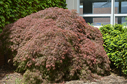Red Select Japanese Maple (Acer palmatum 'Red Select') at Glasshouse Nursery