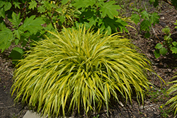 Golden Variegated Hakone Grass (Hakonechloa macra 'Aureola') at Glasshouse Nursery