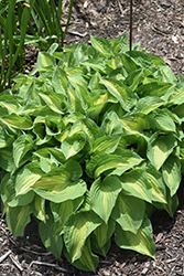 Fantasy Island Hosta (Hosta 'Fantasy Island') at Glasshouse Nursery