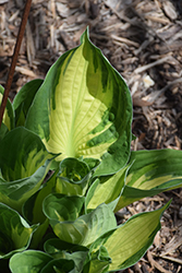 Whirlwind Hosta (Hosta 'Whirlwind') at Glasshouse Nursery