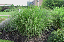 Sarabande Maiden Grass (Miscanthus sinensis 'Sarabande') at Glasshouse Nursery