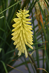 Pineapple Popsicle Torchlily (Kniphofia 'Pineapple Popsicle') at Glasshouse Nursery