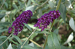 Purple Profusion Butterfly Bush (Buddleia davidii 'Purple Profusion') at Glasshouse Nursery