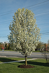 Redspire Ornamental Pear (Pyrus calleryana 'Redspire') at Glasshouse Nursery