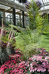 Majesty Palm (Ravenea rivularis) at Glasshouse Nursery