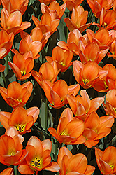 Orange Emperor Tulip (Tulipa 'Orange Emperor') at Glasshouse Nursery
