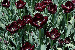 Queen of the Night Tulip (Tulipa 'Queen of the Night') at Glasshouse Nursery