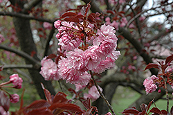Royal Burgundy Flowering Cherry (Prunus serrulata 'Royal Burgundy') at Glasshouse Nursery