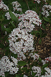 Mohawk Viburnum (Viburnum x burkwoodii 'Mohawk') at Glasshouse Nursery