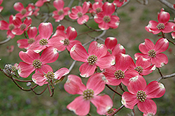 Cherokee Chief Flowering Dogwood (Cornus florida 'Cherokee Chief') at Glasshouse Nursery