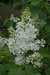 Betsy Ross Lilac (Syringa 'Betsy Ross') at Glasshouse Nursery