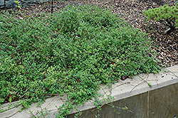 Winter Jasmine (Jasminum nudiflorum) at Glasshouse Nursery