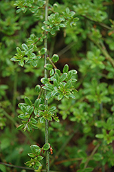 Winter Jasmine (Jasminum nudiflorum) at Glasshouse Nursery