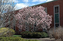 Saucer Magnolia (Magnolia x soulangeana) at Glasshouse Nursery