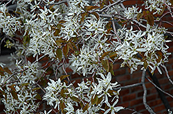 Autumn Brilliance Serviceberry (Amelanchier x grandiflora 'Autumn Brilliance') at Glasshouse Nursery