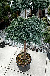 Blue Star Juniper (Juniperus squamata 'Blue Star (tree form)') at Glasshouse Nursery