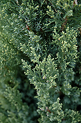 Ontario Green Chinese Juniper (Juniperus chinensis 'Ontario Green') at Glasshouse Nursery