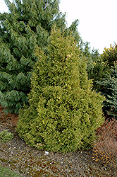 Sherwood Moss Arborvitae (Thuja occidentalis 'Sherwood Moss') at Glasshouse Nursery