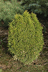 Boisbriand Arborvitae (Thuja occidentalis 'Boisbriand') at Glasshouse Nursery