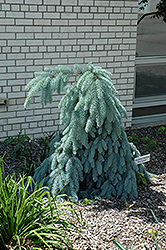 Slenderina Weeping Blue Spruce (Picea pungens 'Glauca Slenderina Pendula') at Glasshouse Nursery
