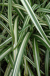 Cabaret Maiden Grass (Miscanthus sinensis 'Cabaret') at Glasshouse Nursery