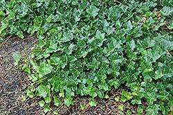 Thorndale Ivy (Hedera helix 'Thorndale') at Glasshouse Nursery