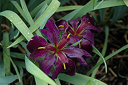 Black Gamecock Iris (Iris 'Black Gamecock') at Glasshouse Nursery