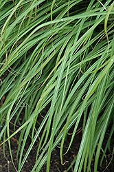 Huron Sunrise Maiden Grass (Miscanthus sinensis 'Huron Sunrise') at Glasshouse Nursery