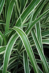 Cosmopolitan Maiden Grass (Miscanthus sinensis 'Cosmopolitan') at Glasshouse Nursery