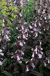 Dark Towers Beard Tongue (Penstemon 'Dark Towers') at Glasshouse Nursery