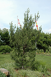 Twisted White Pine (Pinus strobus 'Contorta') at Glasshouse Nursery