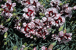 Coconut Punch Pinks (Dianthus 'Coconut Punch') at Glasshouse Nursery
