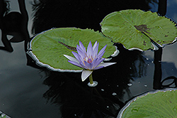 Blue Beauty Tropical Water Lily (Nymphaea 'Blue Beauty') at Glasshouse Nursery